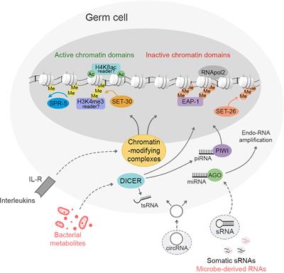 The Heritability of Behaviors Associated With the Host Gut Microbiota